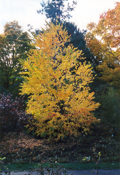Katsura Tree (Cercidiphyllum japonicum) at Seoane's Garden Center