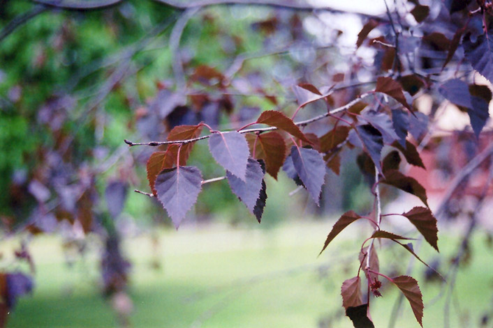 Crimson Frost Birch (Betula 'Crimson Frost') at Seoane's Garden Center