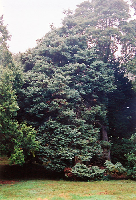 Moss Falsecypress (Chamaecyparis pisifera 'Squarrosa') at Seoane's Garden Center