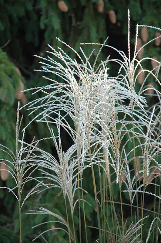 Graziella Maiden Grass (Miscanthus sinensis 'Graziella') at Seoane's Garden Center