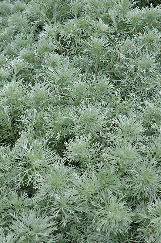 Silver Mound Artemesia (Artemisia schmidtiana 'Silver Mound') at Seoane's Garden Center