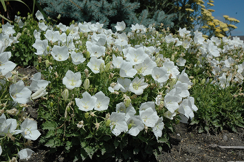 White Clips Bellflower (Campanula carpatica 'White Clips') at Seoane's Garden Center