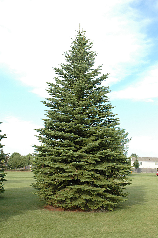 Colorado Spruce (Picea pungens) at Seoane's Garden Center