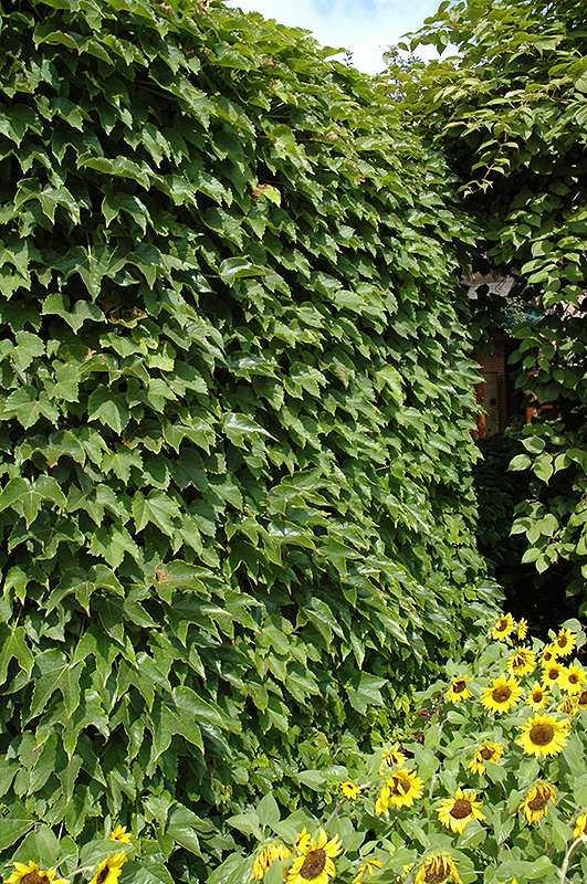 Boston Ivy (Parthenocissus tricuspidata) at Seoane's Garden Center