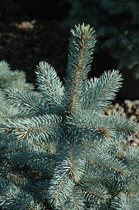 Baby Blue Eyes Spruce (Picea pungens 'Baby Blue Eyes') at Seoane's Garden Center