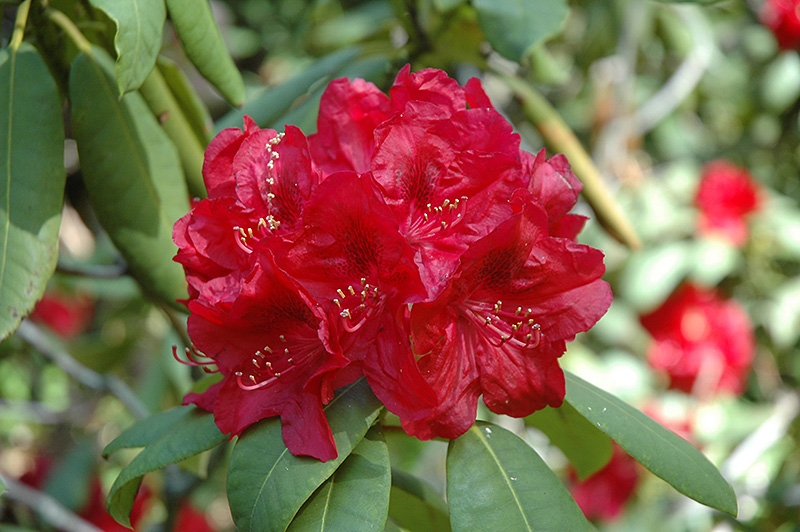 Henry's Red Rhododendron (Rhododendron 'Henry's Red') at Seoane's Garden Center