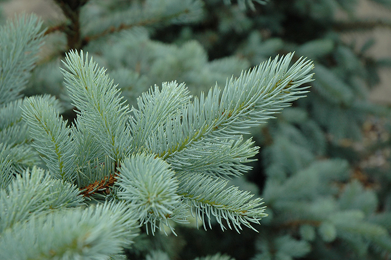 Bacheri Blue Spruce (Picea pungens 'Bacheri') at Seoane's Garden Center