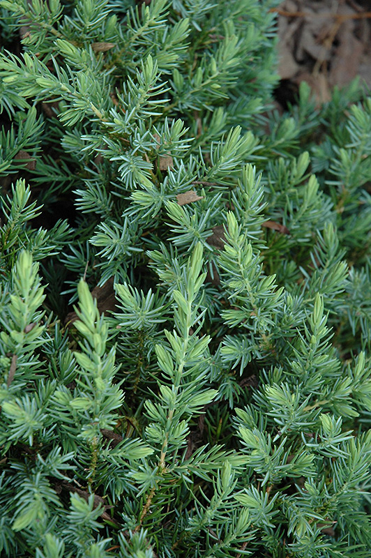 Blue Pacific Shore Juniper (Juniperus conferta 'Blue Pacific') at Seoane's Garden Center