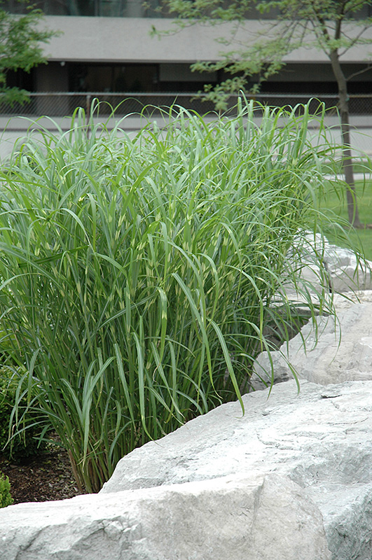 Zebra Grass (Miscanthus sinensis 'Zebrinus') at Seoane's Garden Center