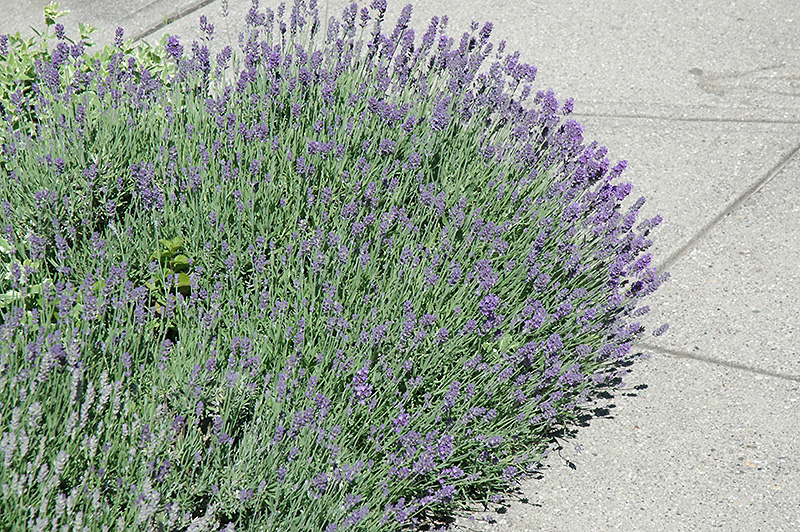 Munstead Lavender (Lavandula angustifolia 'Munstead') at Seoane's Garden Center