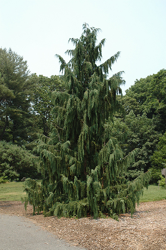 weeping nootka false cypress for sale in minerva ohio