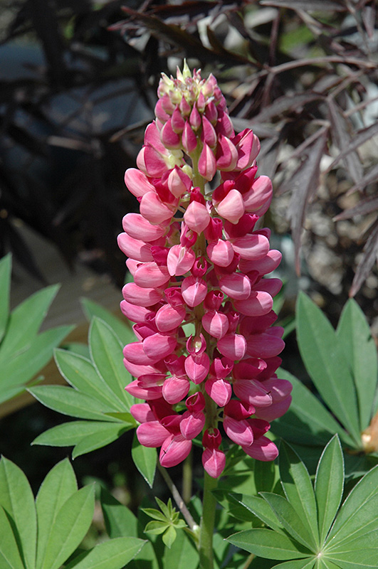 Gallery Red Lupine (Lupinus 'Gallery Red') at Seoane's Garden Center