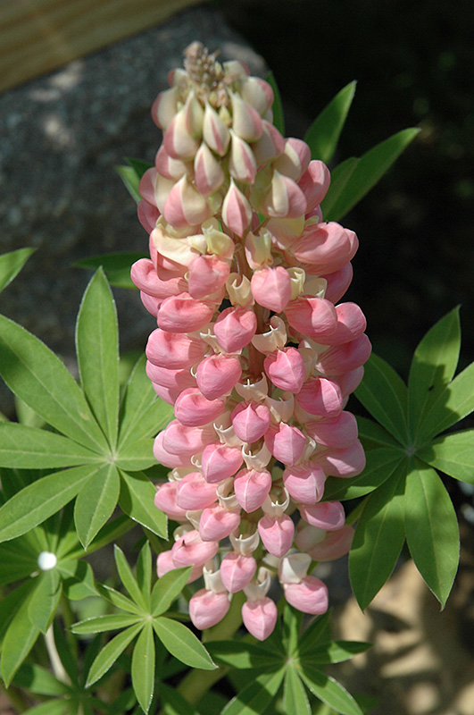 Russell Pink Shades Lupine (Lupinus 'Russell Pink Shades') at Seoane's Garden Center