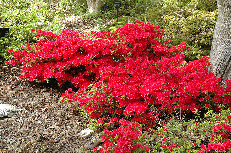 Hino Crimson Azalea (Rhododendron 'Hino Crimson') at Seoane's Garden Center