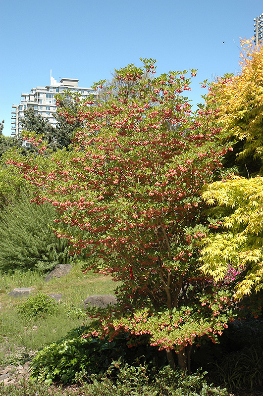 Redvein Enkianthus (Enkianthus campanulatus) at Seoane's Garden Center