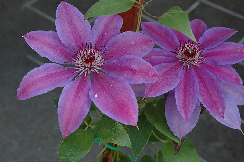 Vancouver Starry Nights Clematis (Clematis 'Vancouver Starry Nights') at Seoane's Garden Center