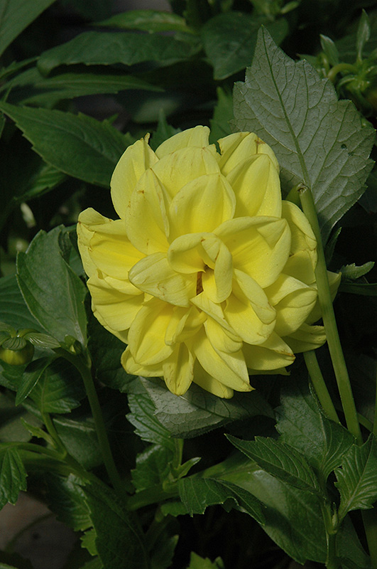 Figaro Yellow Dahlia (Dahlia 'Figaro Yellow') at Seoane's Garden Center