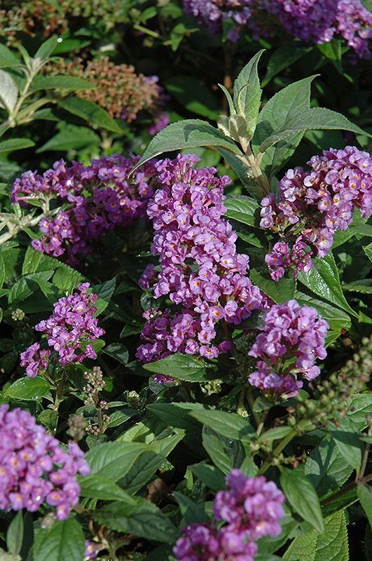 Lo & Behold Purple Haze Butterfly Bush (Buddleia 'Purple Haze') at Seoane's Garden Center