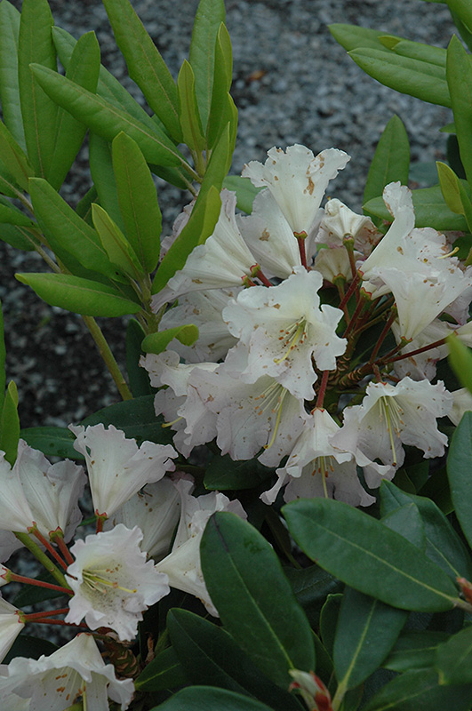 Hoopla Rhododendron (Rhododendron 'Hoopla') at Seoane's Garden Center