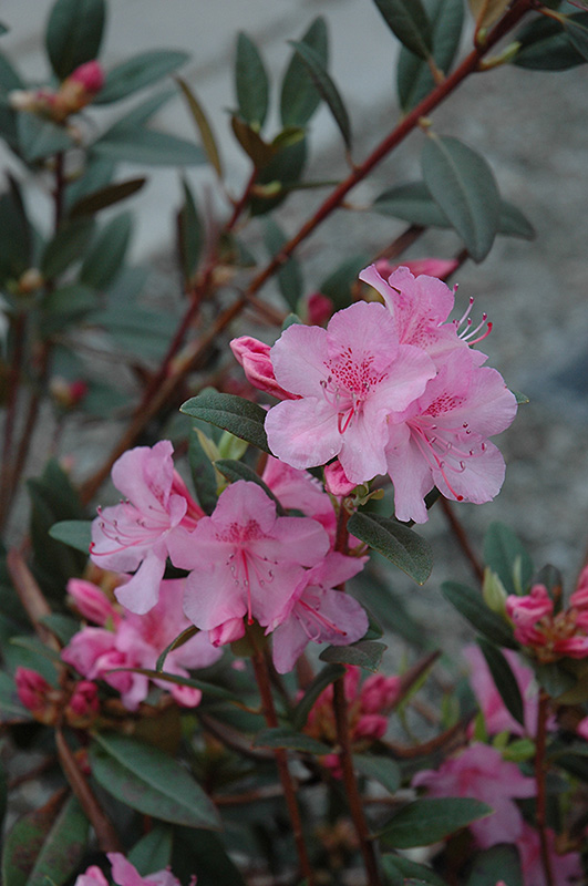 Aglo Rhododendron (Rhododendron 'Aglo') at Seoane's Garden Center