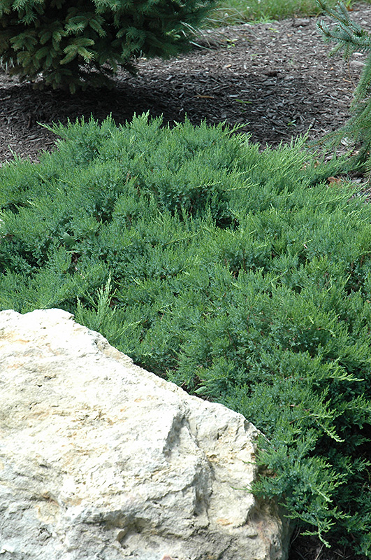 Broadmoor Juniper (Juniperus sabina 'Broadmoor') at Seoane's Garden Center