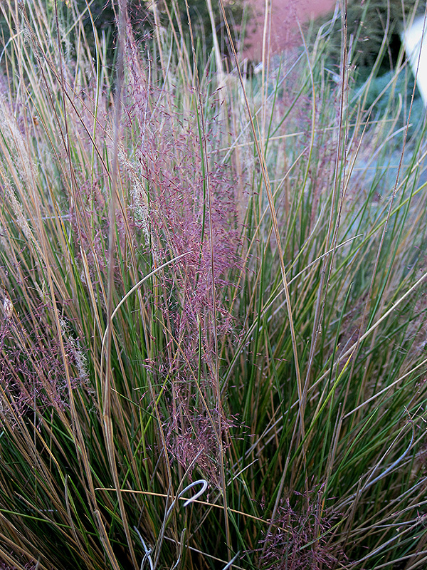 Pink Muhly Grass (Muhlenbergia capillaris 'Pink Muhly') at Seoane's Garden Center