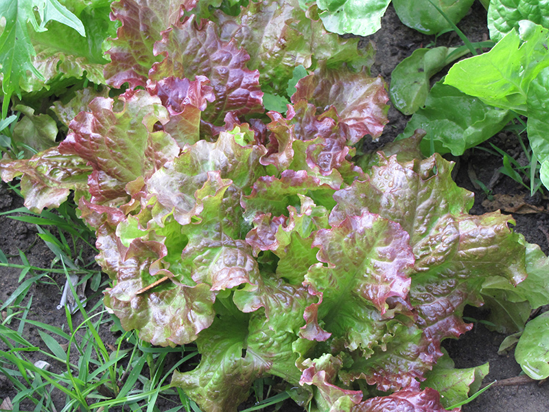 Red Salad Bowl Lettuce (Lactuca sativa var. crispa 'Red Salad Bowl') at Seoane's Garden Center