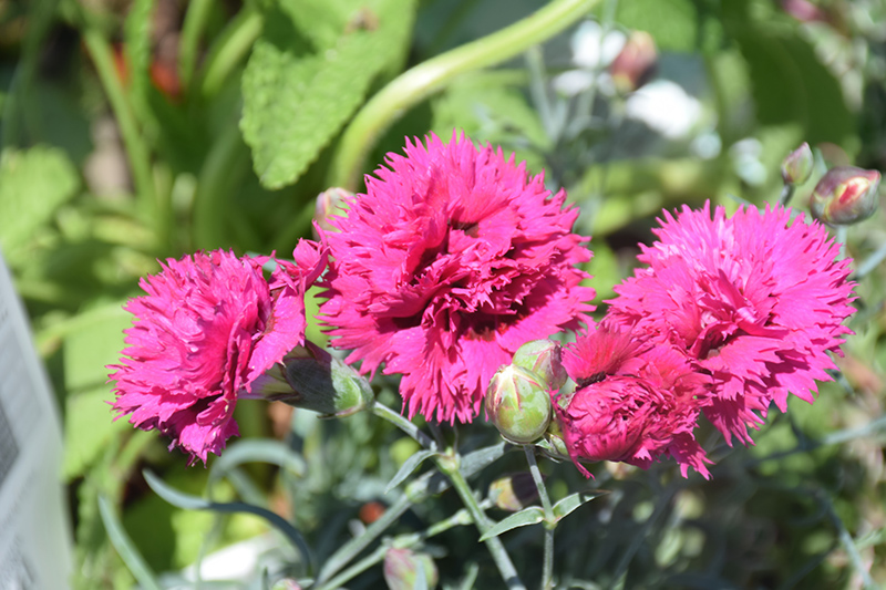 Fruit Punch Spiked Punch Pinks (Dianthus 'Spiked Punch') at Seoane's Garden Center