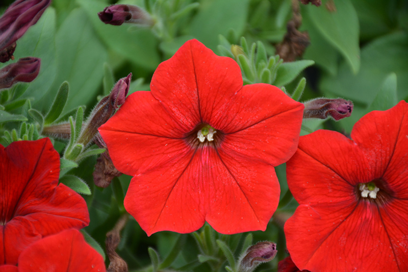 Easy Wave Red Petunia (Petunia 'Easy Wave Red') at Seoane's Garden Center