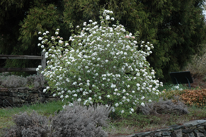 Koreanspice Viburnum (Viburnum carlesii) at Seoane's Garden Center