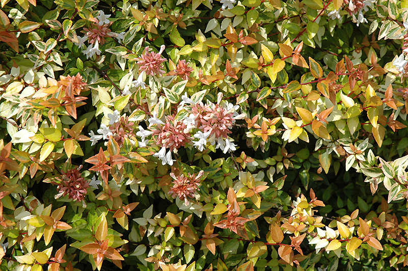 Kaleidoscope Abelia (Abelia x grandiflora 'Kaleidoscope') at Seoane's Garden Center