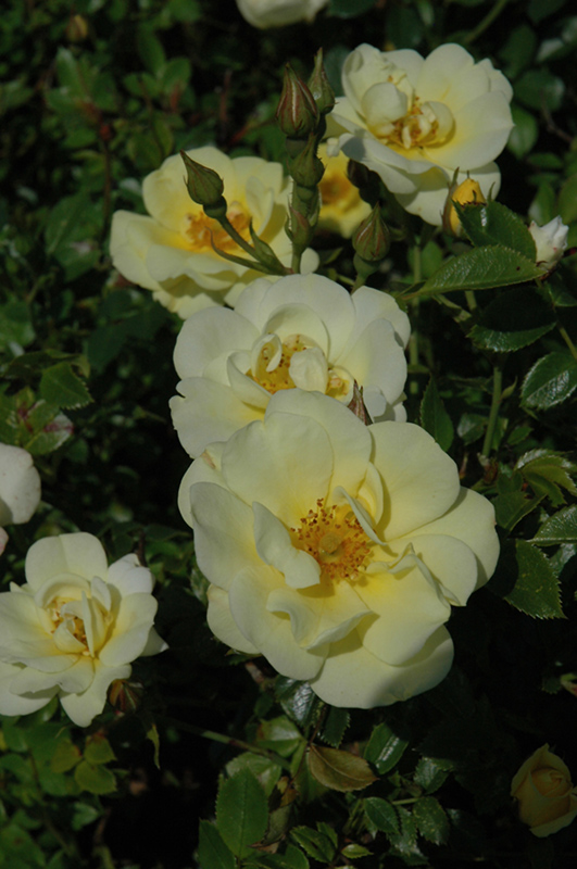 Lemon Drift Rose (Rosa 'Meisentmil') at Seoane's Garden Center