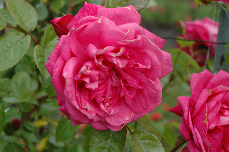 Laguna Rose (Rosa 'KORadigel') at Seoane's Garden Center