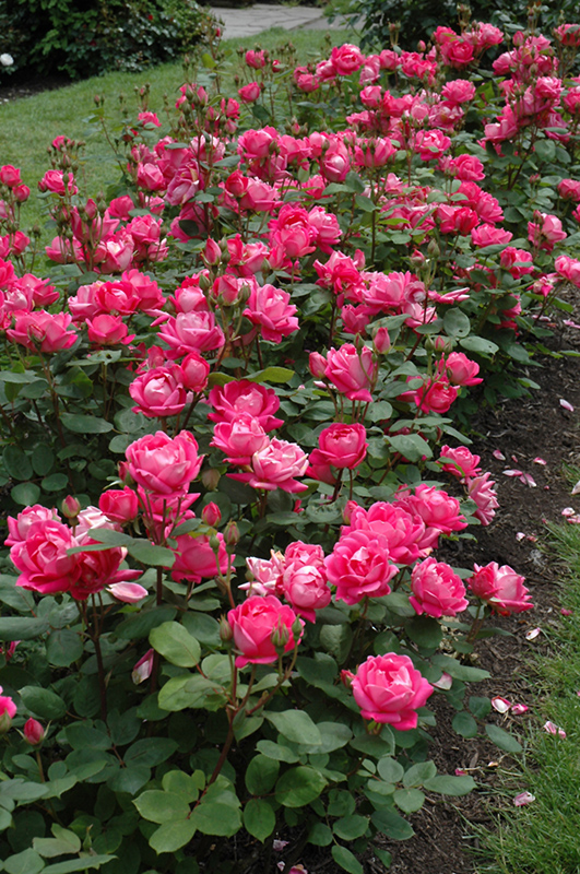 Double Knock Out Rose (Rosa 'Radtko') at Seoane's Garden Center