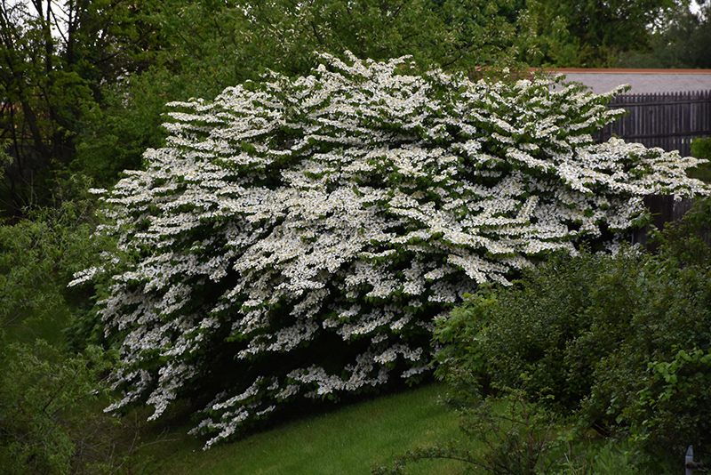 Maries Doublefile Viburnum (Viburnum plicatum 'Mariesii') at Seoane's Garden Center