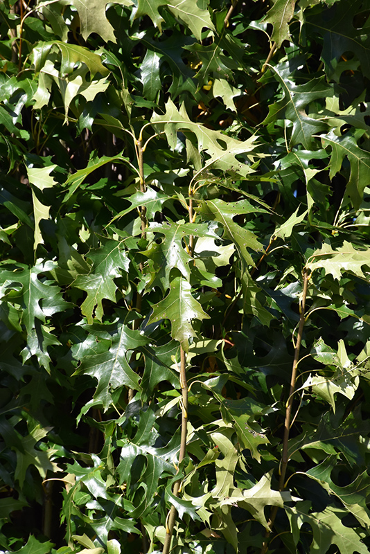 Green Pillar Pin Oak (Quercus palustris 'Pringreen') at Seoane's Garden Center