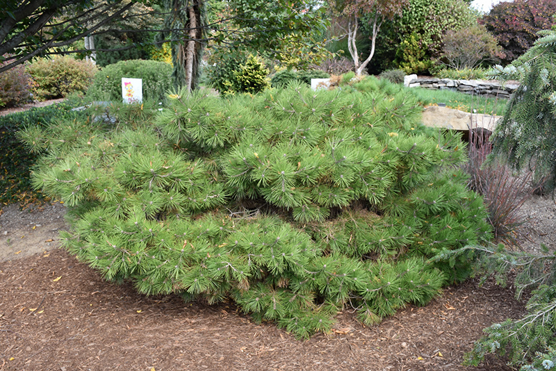 Soft Touch White Pine (Pinus strobus 'Soft Touch') at Seoane's Garden Center