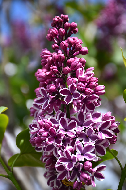 Sensation Lilac (Syringa vulgaris 'Sensation') at Seoane's Garden Center