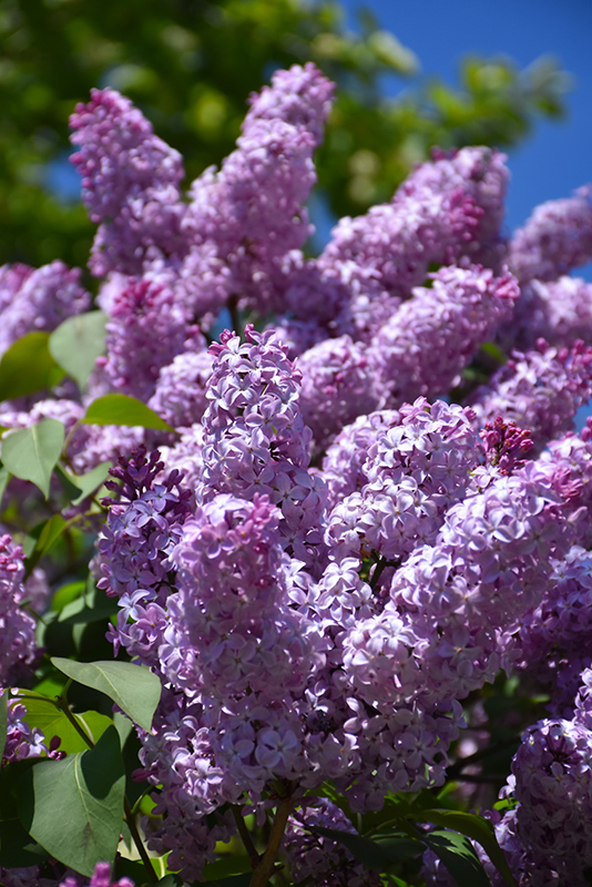 Common Lilac (Syringa vulgaris) at Seoane's Garden Center
