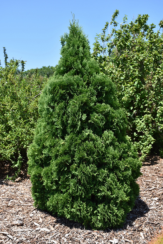 Holmstrup Arborvitae (Thuja occidentalis 'Holmstrup') at Seoane's Garden Center