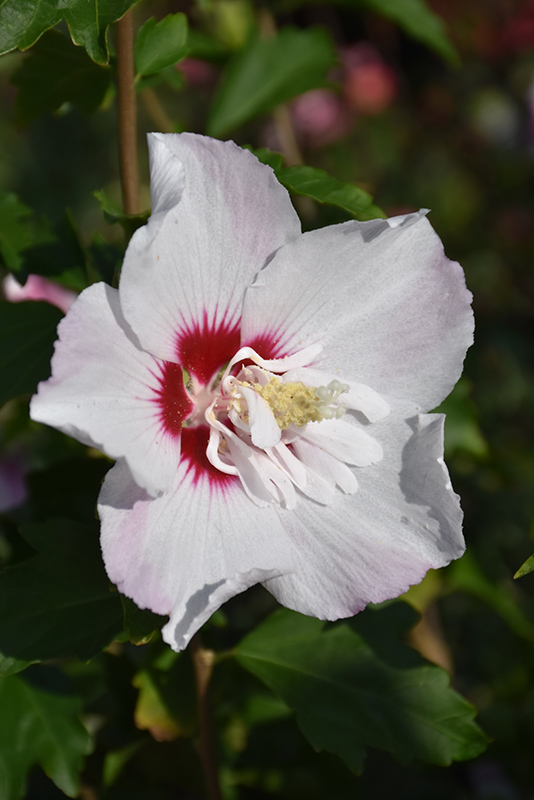 Fiji Rose of Sharon (Hibiscus syriacus 'Minspot') at Seoane's Garden Center