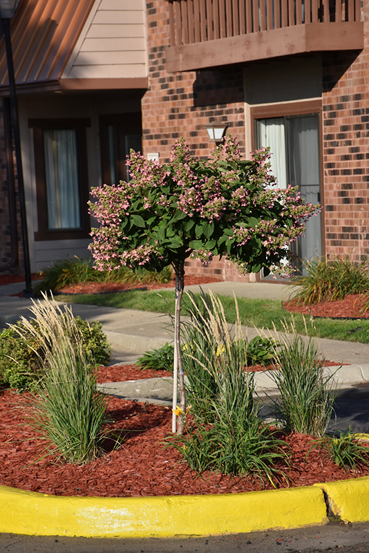 Quick Fire Hydrangea (tree form) (Hydrangea paniculata 'Bulk') at Seoane's Garden Center