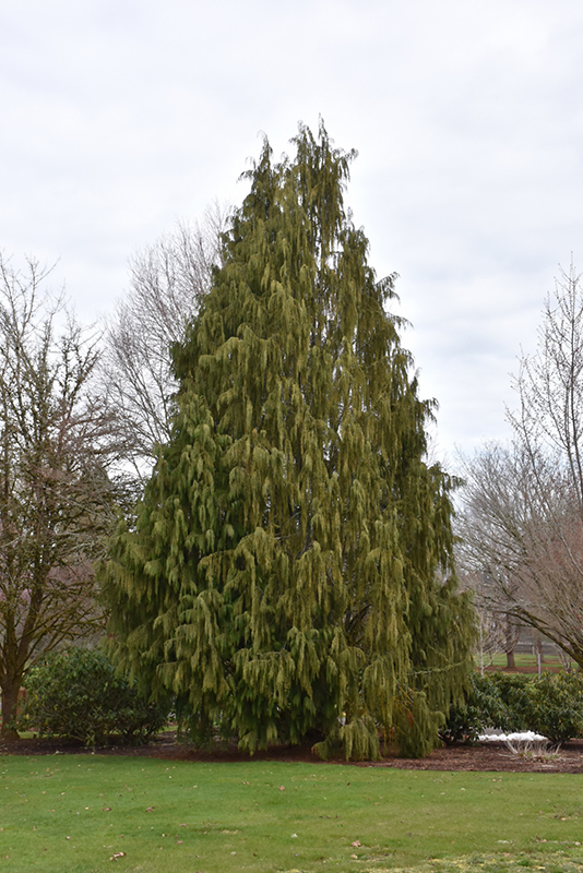 Weeping Nootka Cypress (Chamaecyparis nootkatensis 'Pendula') at Seoane's Garden Center