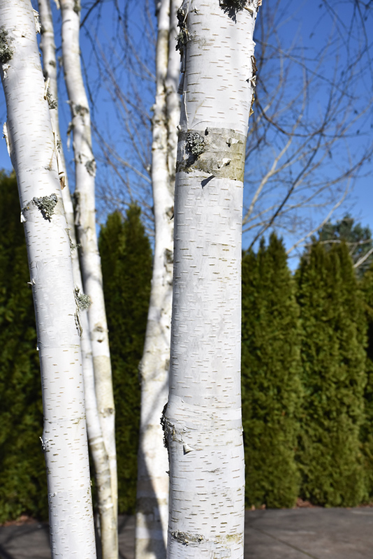 Whitebark Himalayan Birch (clump) (Betula utilis 'var. jacquemontii (clump)') at Seoane's Garden Center