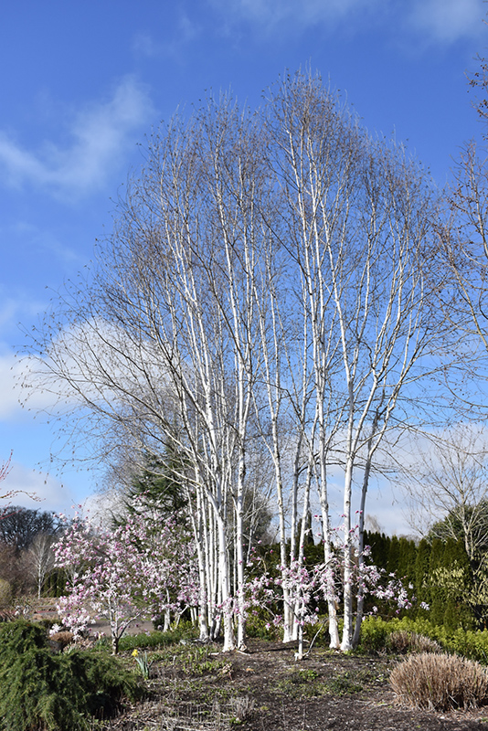 Whitebark Himalayan Birch (clump) (Betula utilis 'var. jacquemontii (clump)') at Seoane's Garden Center