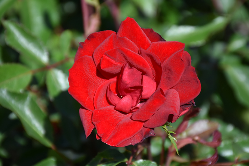 Grace N Grit Red Rose Rosa Meizygglie In Boston Abington