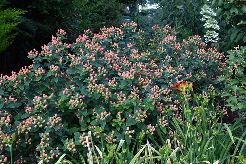 FloralBerry Rosé St. John's Wort (Hypericum x inodorum 'KOLROS') at Seoane's Garden Center