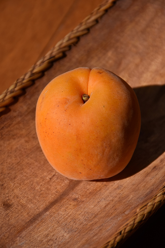 Perfection Apricot (Prunus armeniaca 'Perfection') at Seoane's Garden Center