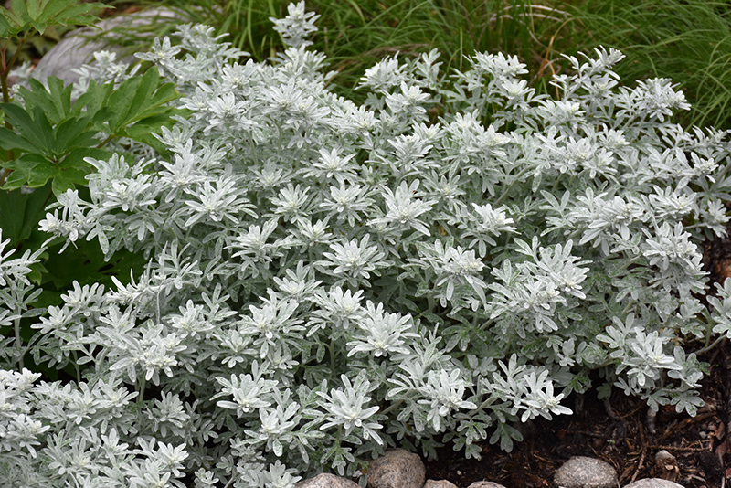 Silver Brocade Artemesia (Artemisia stelleriana 'Silver Brocade') at Seoane's Garden Center