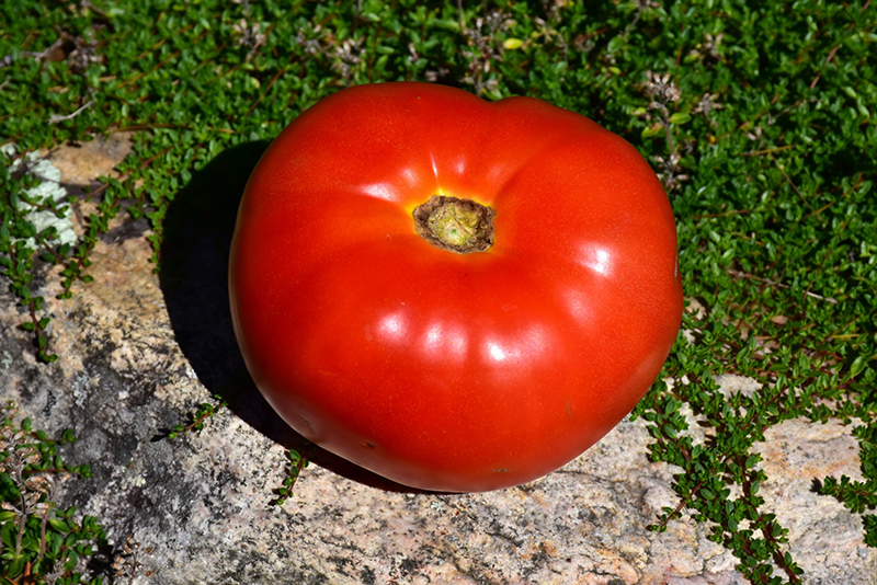 Mortgage Lifter Tomato (Solanum lycopersicum 'Mortgage Lifter') at Seoane's Garden Center